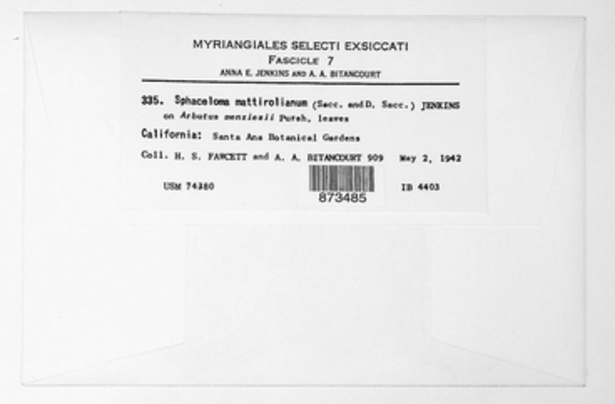 Sphaceloma mattiroloanum image